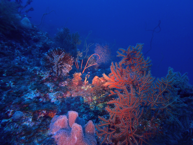 cape zampa deep coral