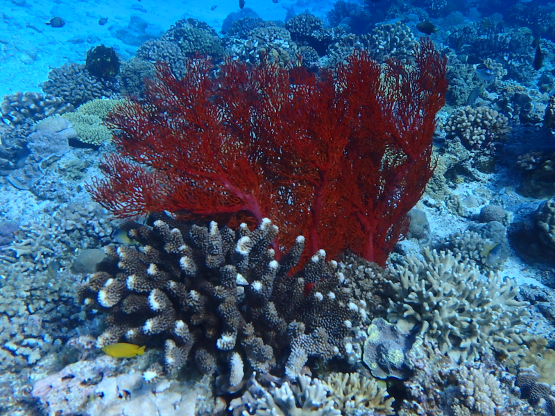 kerama islands okinawa fan coral