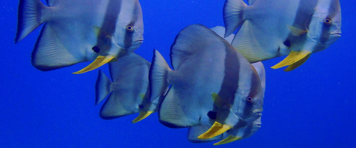 Large fish okinawa scuba diving