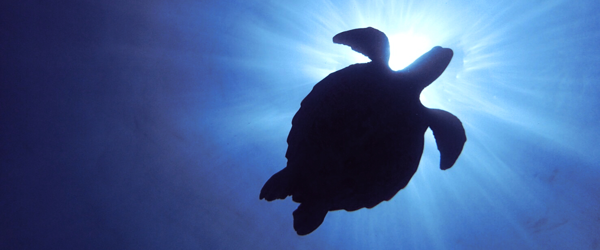turtle okinawa scuba diving
