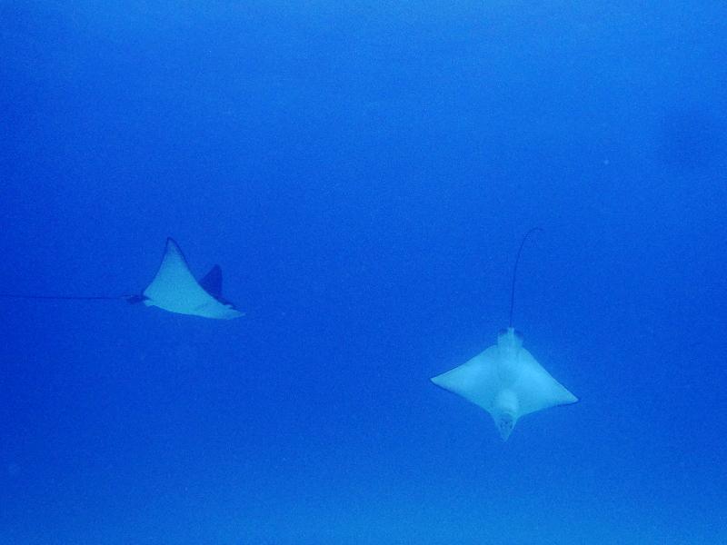 Okinawa fun diving