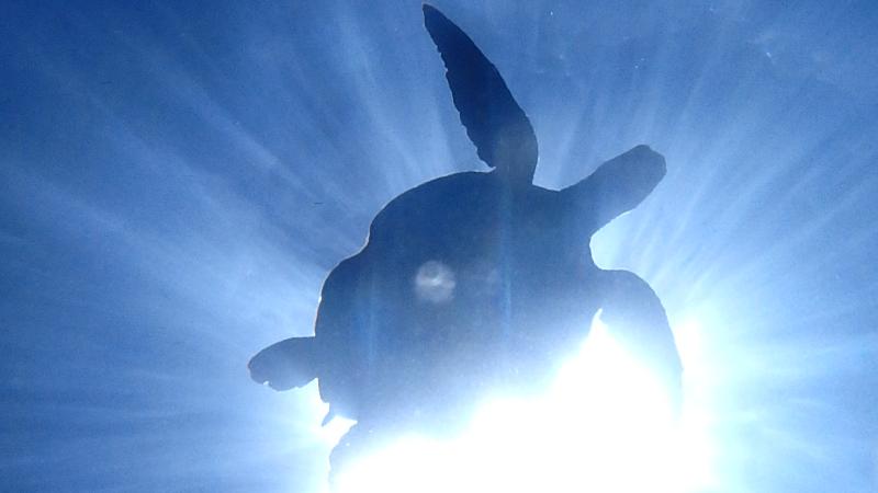 okinawa fun diving kerama islands turtle