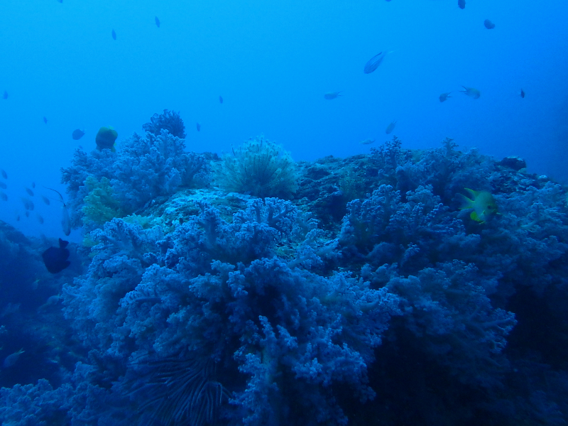 cape hedo deep reef