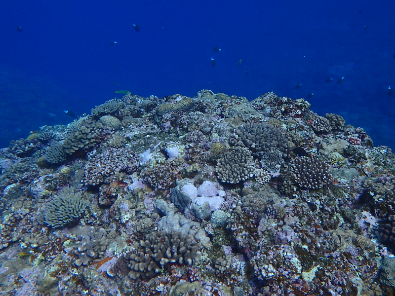 cape hedo healthy coral