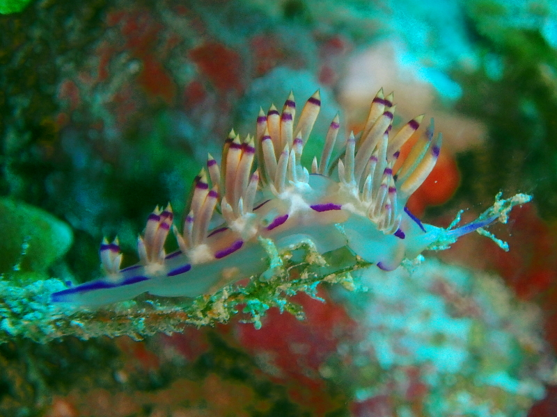 itoman nudibranch