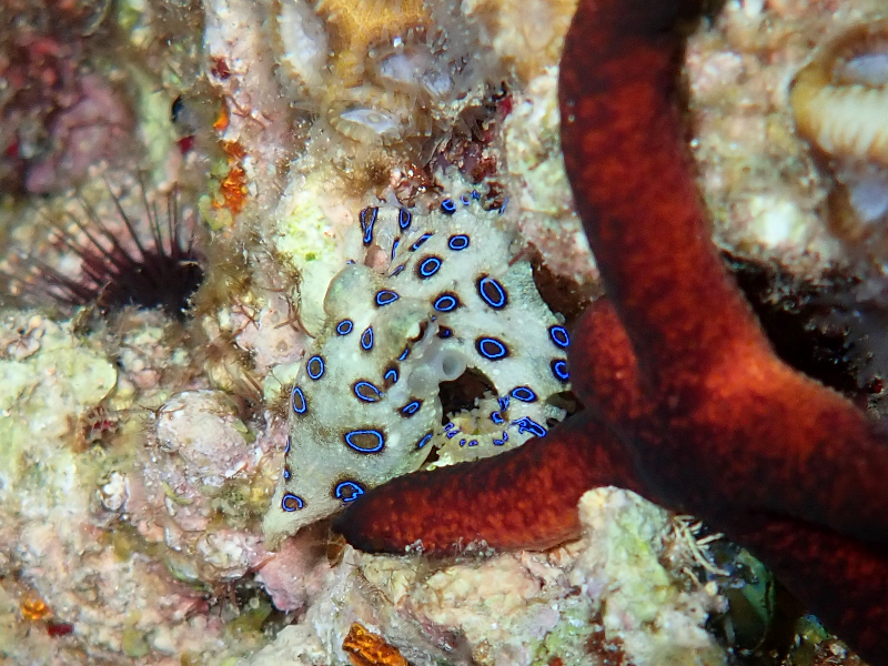 cape maeda blue ring octopus