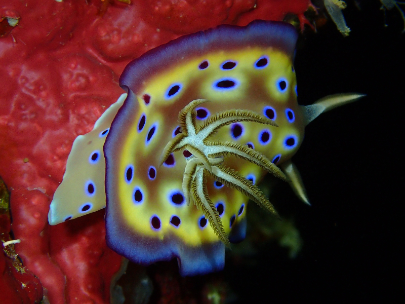 cape maeda nudibranch