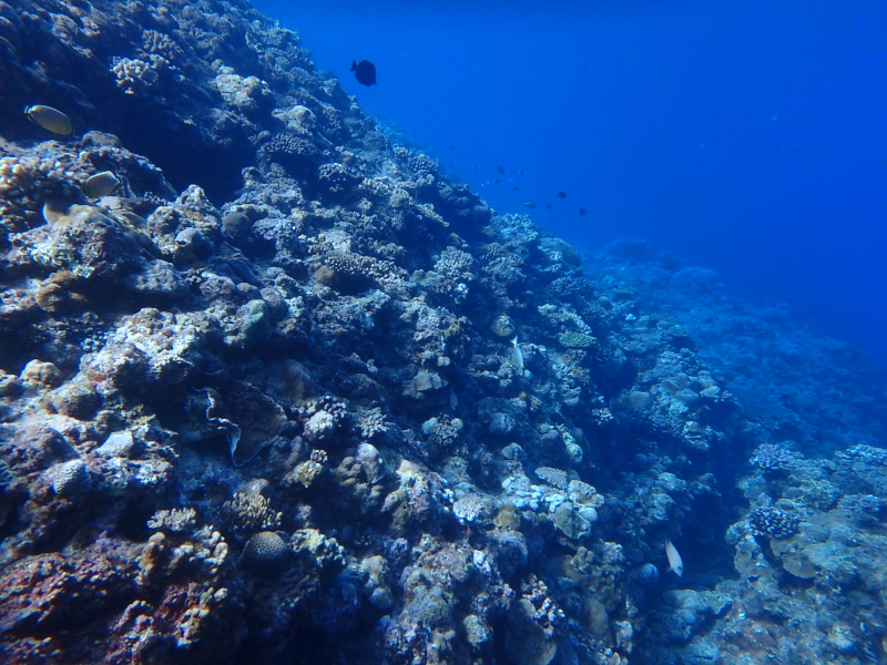 cape maeda reef