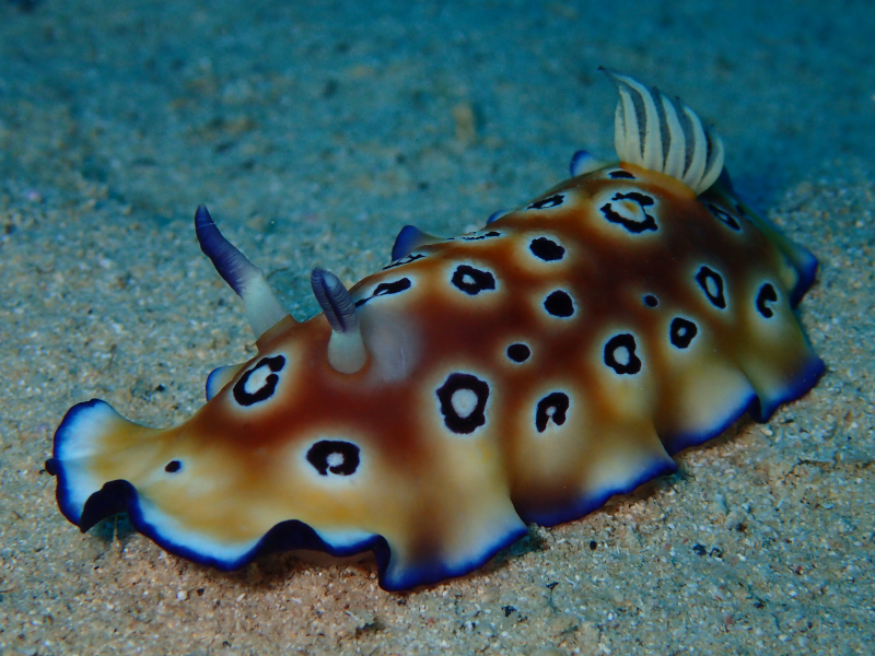 manza nudibranch