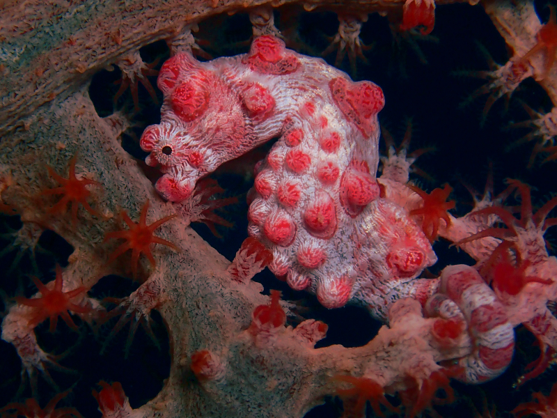 manza pigmy seahorse