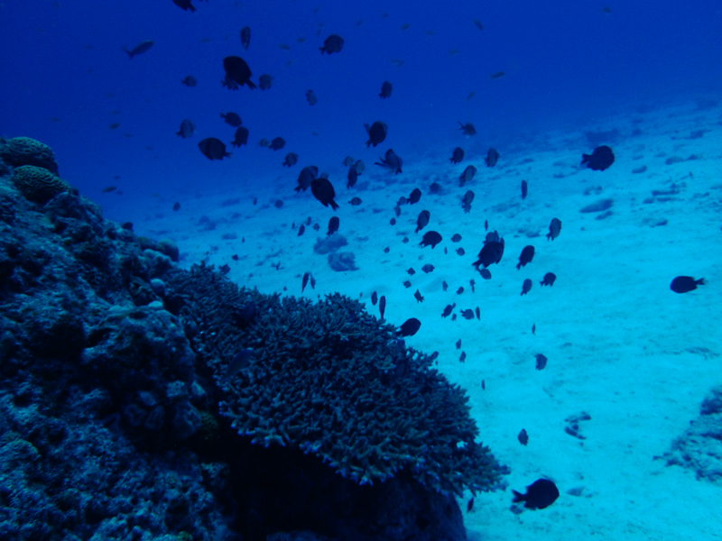 minna island deep reef