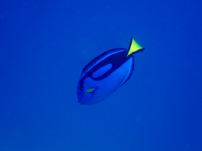 minna island dory