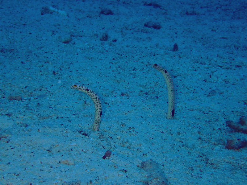 minna island garden eels