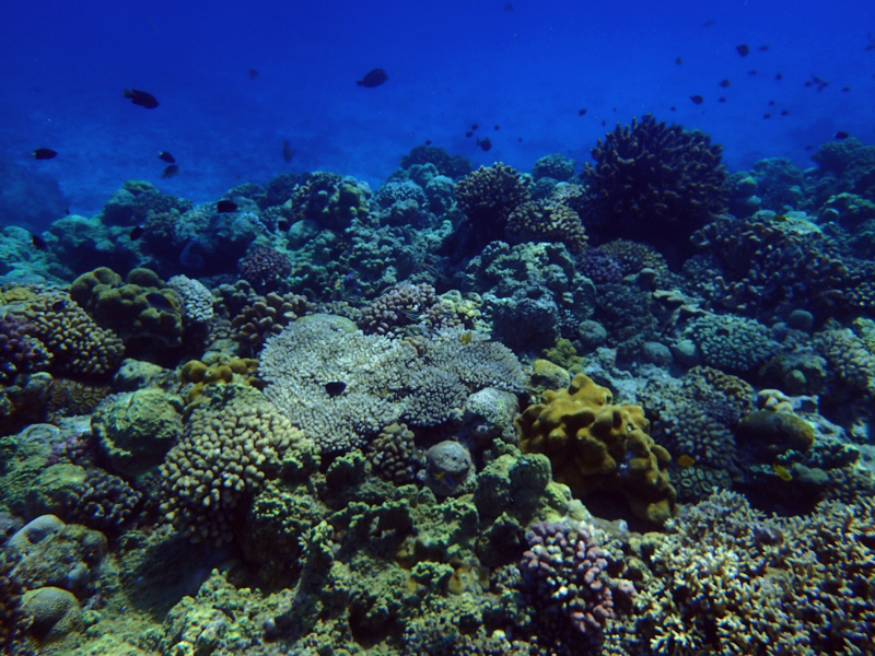 minna island shallow reef