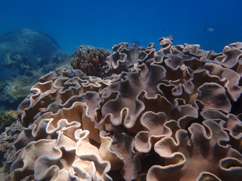 motobu gorilla chop cabbage coral