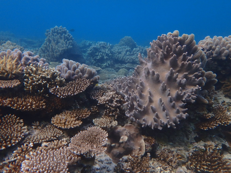motobu gorilla chop coral