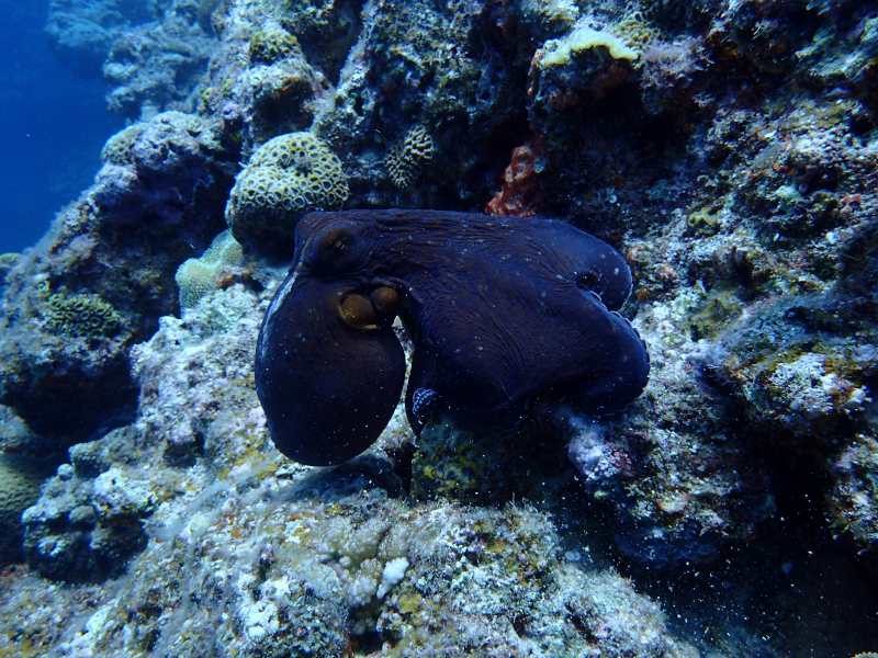 motobu gorilla chop octopus