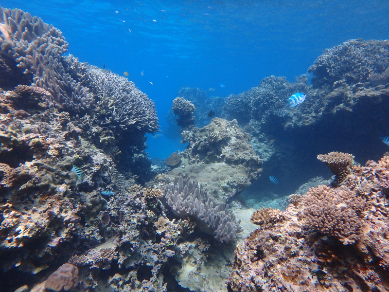 motobu gorilla chop reef