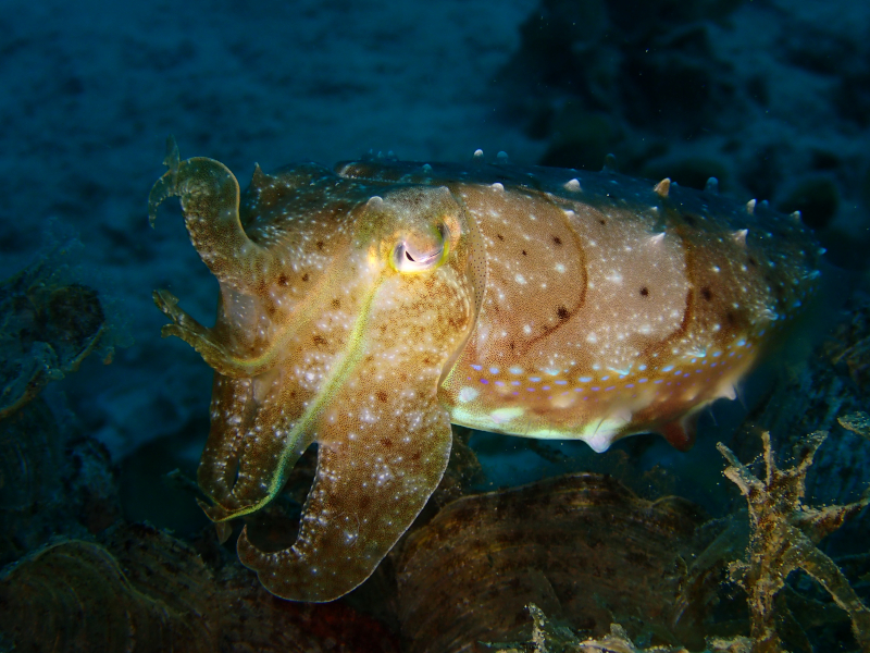sunabe cuttlefish