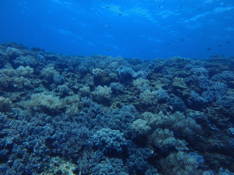 sunabe reef