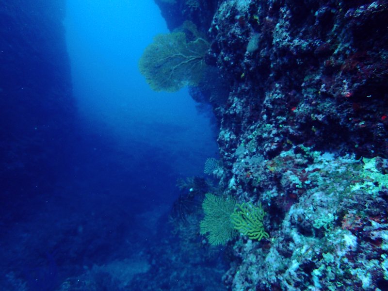 cape zampa coral