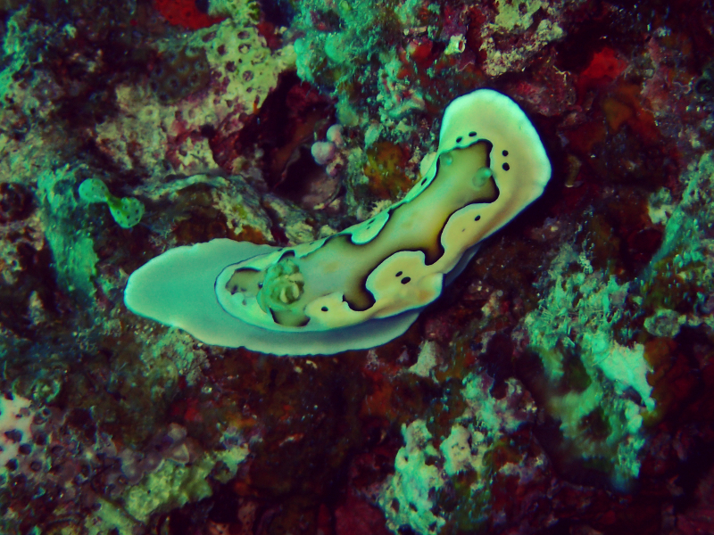 cape zampa nudibranch