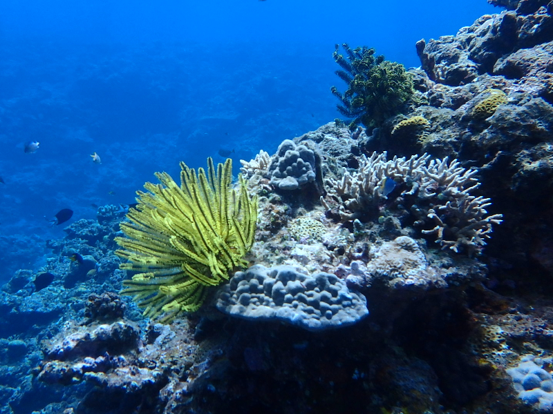 itoman beautiful coral