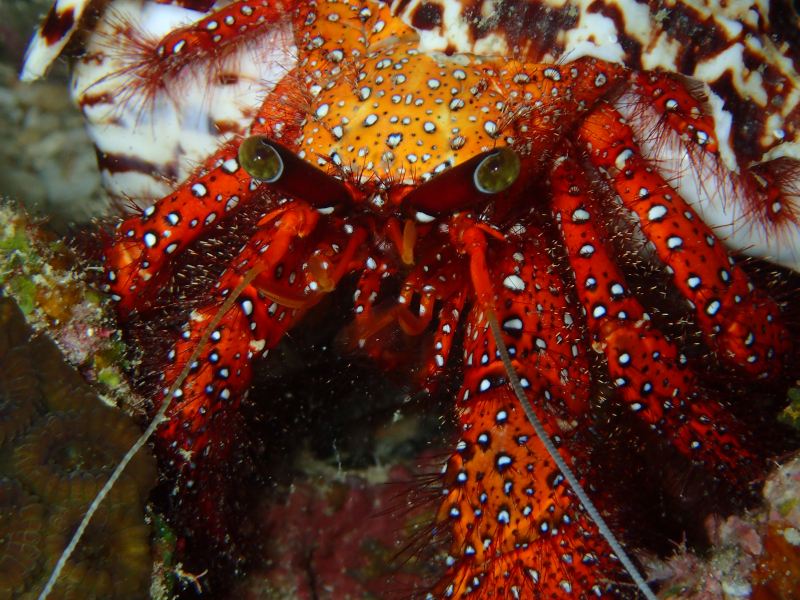 itoman crab