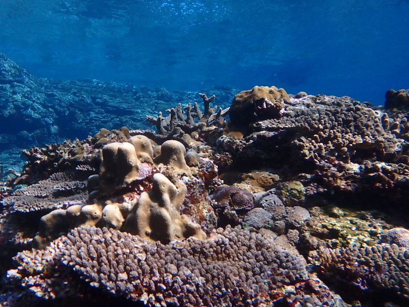 kerama islands okinawa beautiful reef