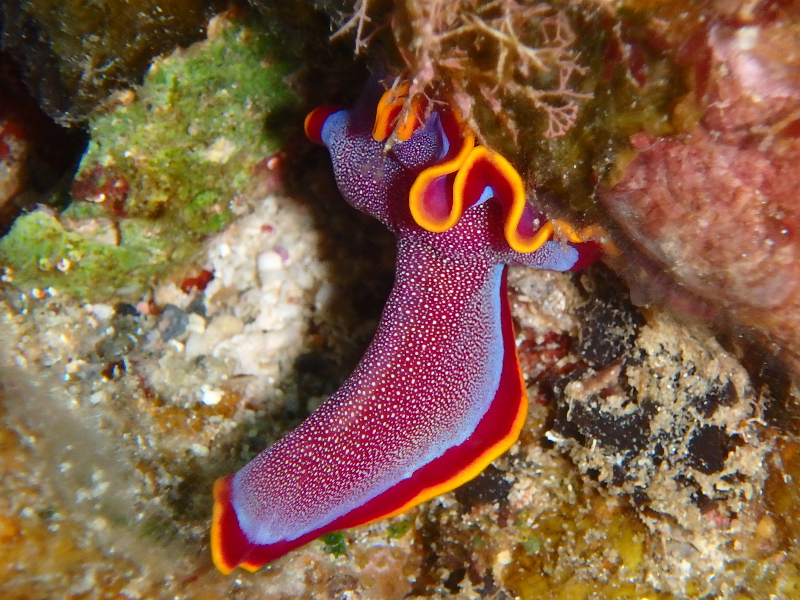 kerama islands okinawa flatworm