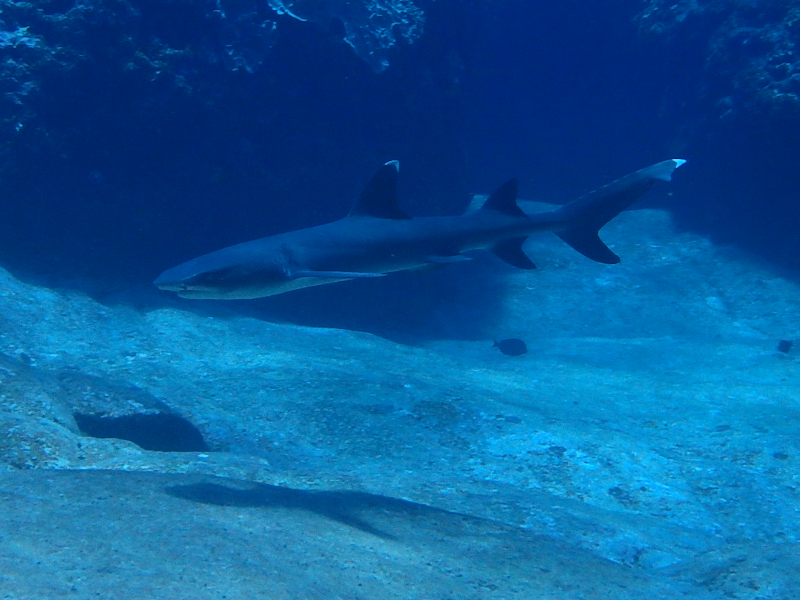 kerama islands okinawa reef shark