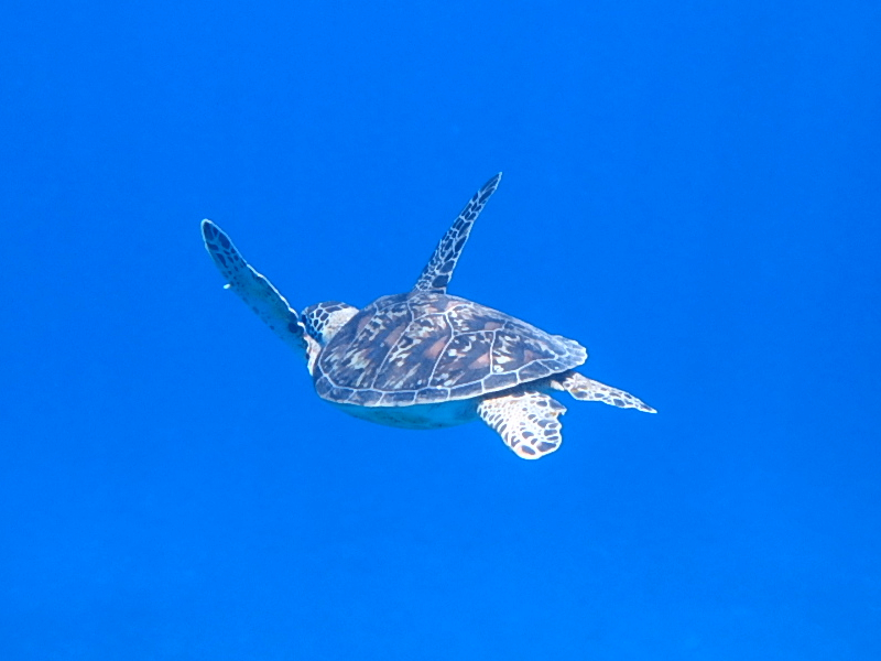 kerama islands okinawa turtle