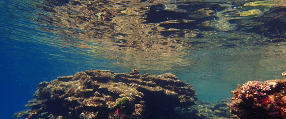 Coral reef okinawa scuba diving