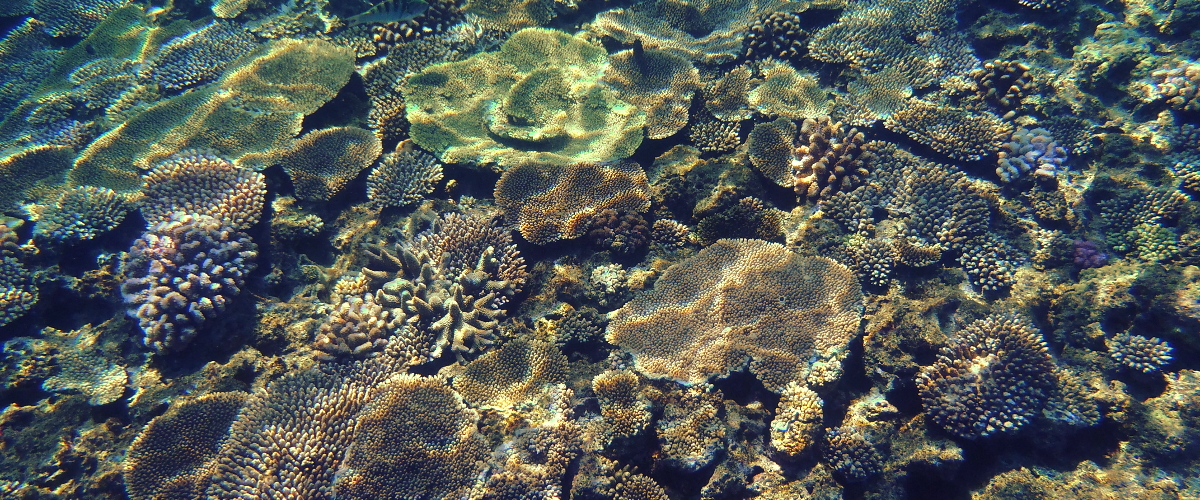 Corals okinawa scuba diving