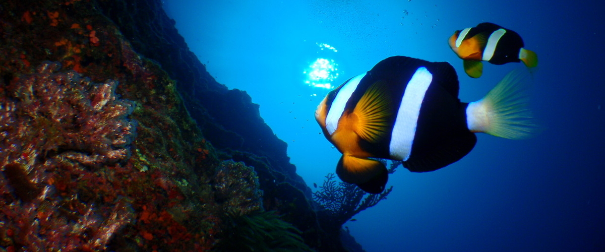Nemo okinawa scuba diving