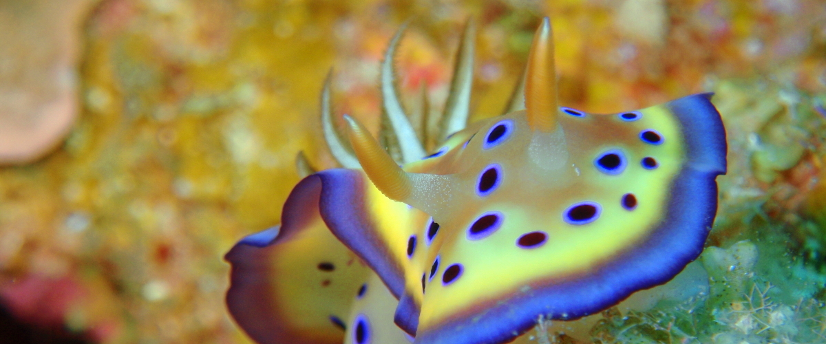 Nudibranch okinawa scuba diving