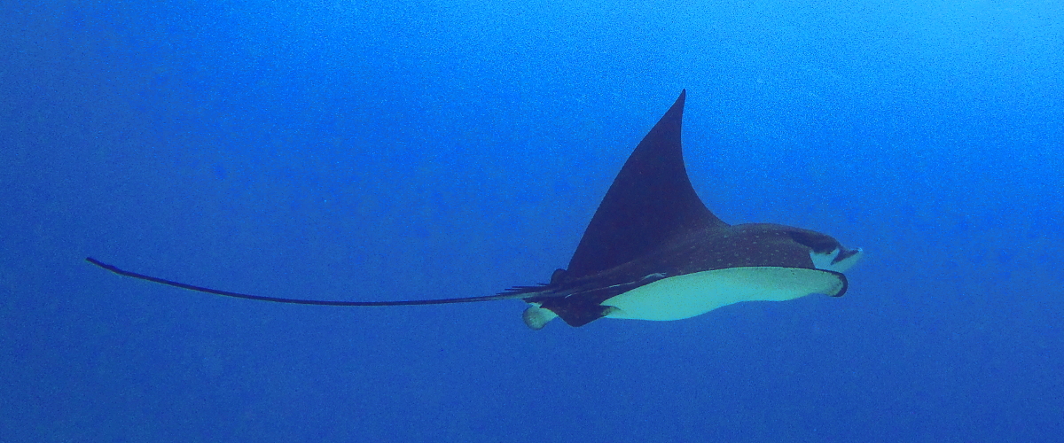 Ray okinawa scuba diving