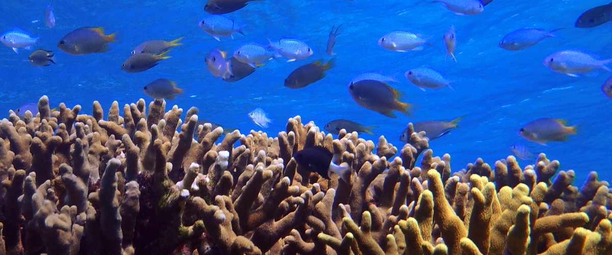 Reef okinawa scuba diving