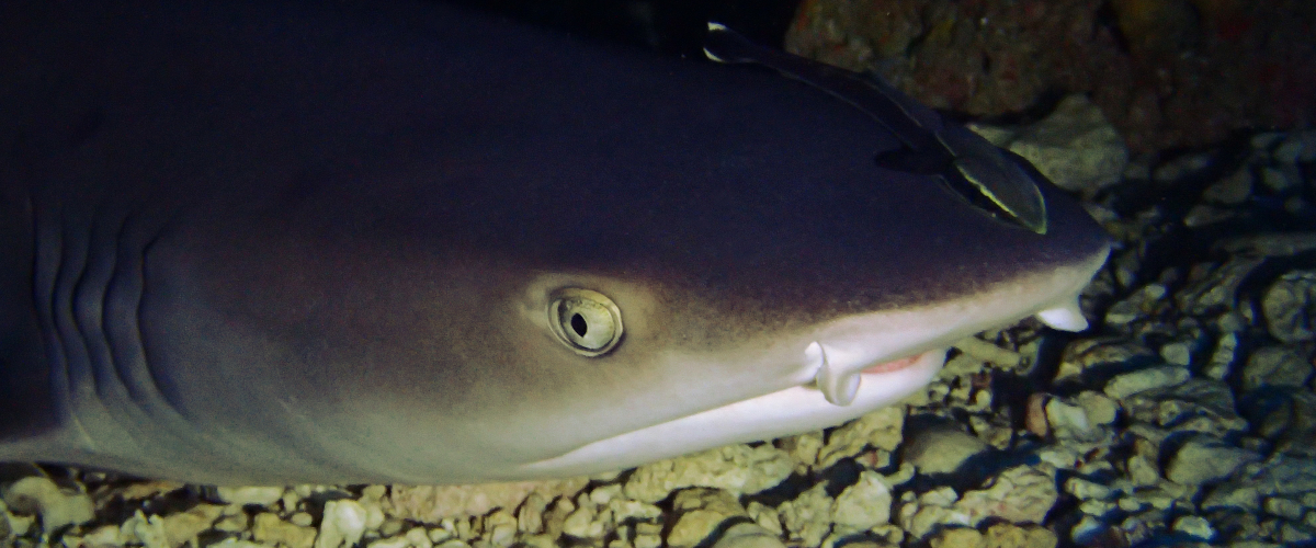 shark okinawa scuba diving