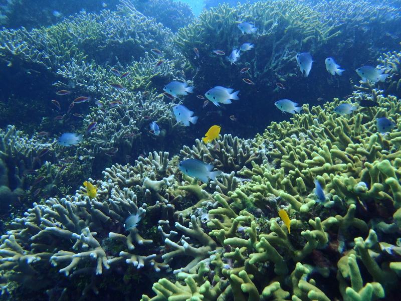 okinawa discover scuba diving corals