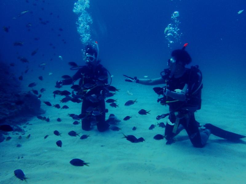 Okinawa discover scuba diving fish
