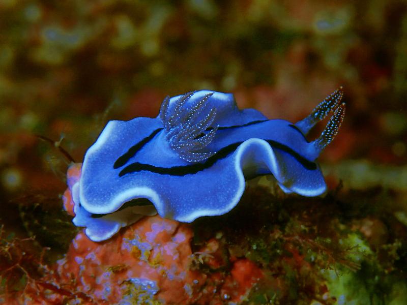 Okinawa discover scuba diving nudibranch
