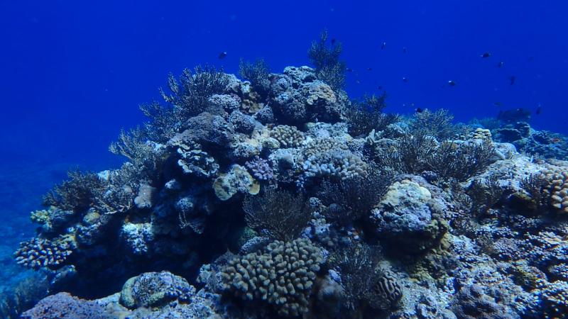 Okinawa fun diving