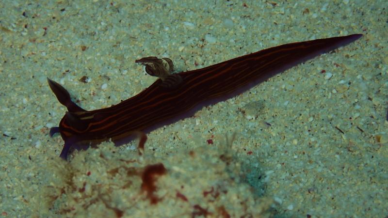 Motobu beach dive site