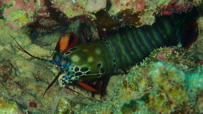 Ishikiri dive site