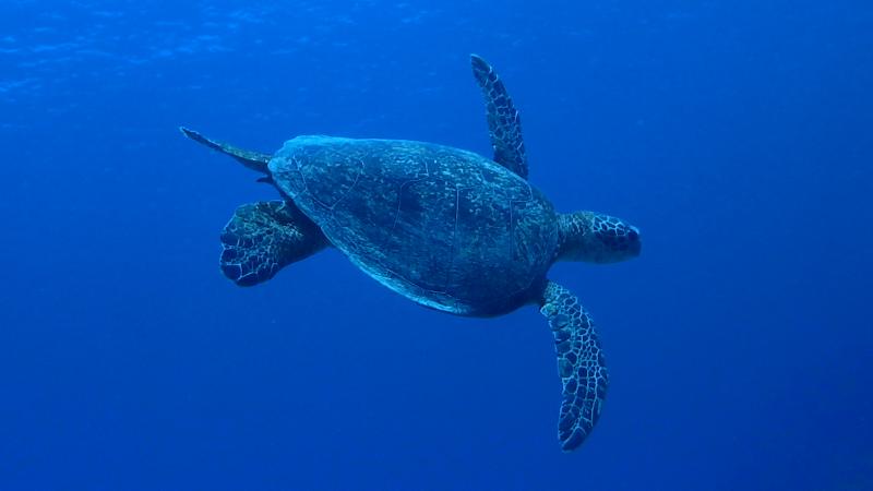 Nakajima, Keramas, Okinawa