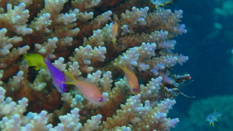 Popeye, Minna Island, Okinawa