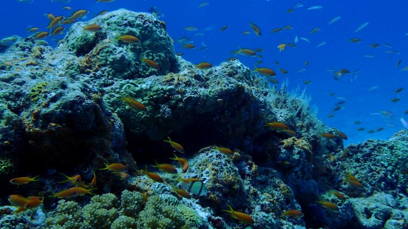 okinawa fun diving minna island reef