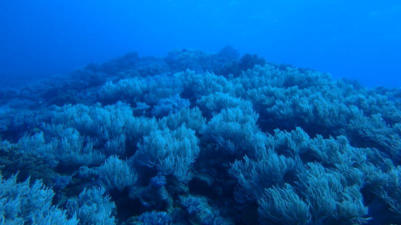 Jam, Sunabe, Okinawa