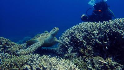 Okinawa fun diving